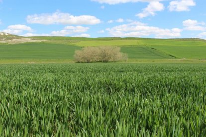 Campo de cereal con un buen desarrollo del cultivo en las inmediaciones de la localidad zamorana de Toro.-M. C.