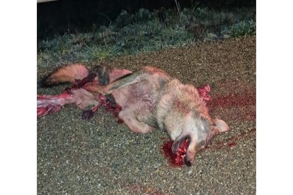 Lobo atropellado en Ceinos de Campos en Valladolid - E.M.