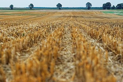 Parcela agrícola de grandes dimensiones destinada a varios cultivos en la provincia de Burgos.-ECB