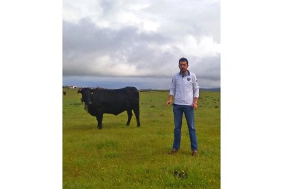 Las vacas avileñas de Raúl Chamorro pastan ahora en Trujillo (Cáceres).-E. M.