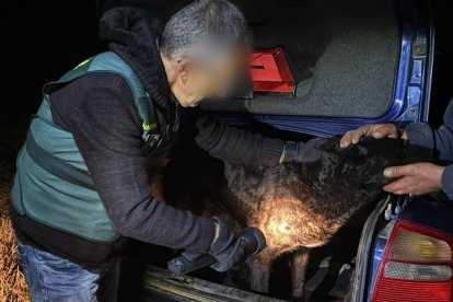 Momento en el que la Guardia Civil de Zamora identifica a uno de los perros que mataron a una joven. GUARDIA CIVIL DE ZAMORA