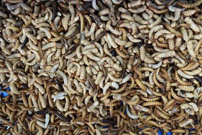 Granja de cría de tenebrios en Valladolid para alimentación animal y abono natural. -ICAL