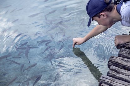 Un niño observa un banco de peces en un estanque artificial de agua dulce.- PQS / CCO