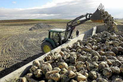 Un agricultor carga remolacha para trasladarla a la azucarera-Ical