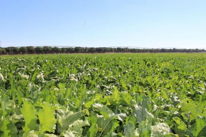 Pivots de riego al fondo en un campo de remolacha de Castilla y León.-EL MUNDO