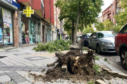 Restos de árboles y ramas en las aceras por las fuertes rachas de viento.- ICAL