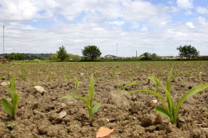 Las siembras en algunas zonas son aún testimoniales. En la imagen un campo de maíz en plena nascencia en la provincia de Palencia.-BRÁGIMO