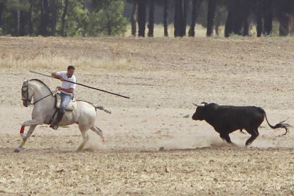 Un encierro por el campo en la Pedraja de Portillo, en una imagen de archivo.-El Mundo