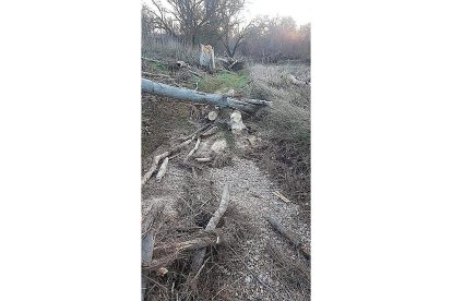 Estado de la vegetación después del temporal. A. T.