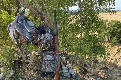 Buena percha de palomas lograda el pasado sábado en un coto vallisoletano. L. DE LA FUENTE