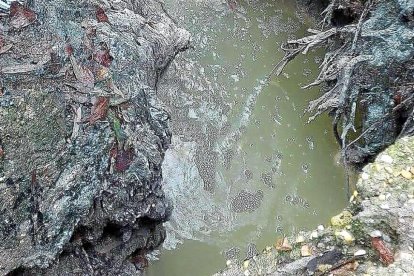 Desperdicios y aguas residuales vertidas desde la depuradora, junto al casco urbano de Herrera de Duero.-EL MUNDO