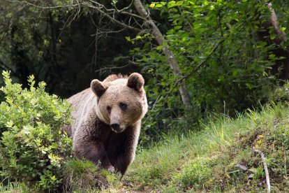oso