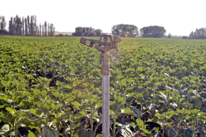 Aspersores en funcionamiento en una parcela del Canal de Regadío de Almazán. HDS