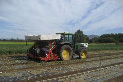 Un agricultor trabaja con su tractor en un campo de lechugas de Medina de Pomar, en Burgos.-R. OCHOA