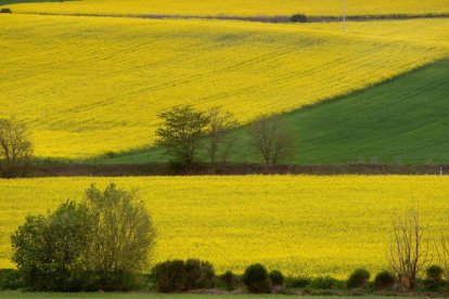 Las colzas en Castilla y León se encuentran en plena floración, un momento «crítico» en el ciclo del cultivo.-ENRIQUE CARRASCAL