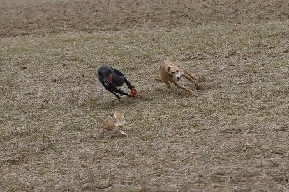 Dos galgos tras la liebre en Nava del Rey (Valladolid). LDF