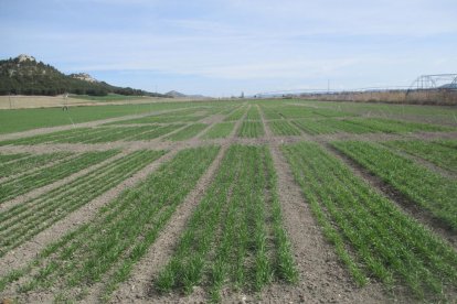 Una de las parcelas de ensayo de variedades de otoño de trigo duro de la cooperativa Acor, en la localidad vallisoletana de Tudela de Duero.-ACOR