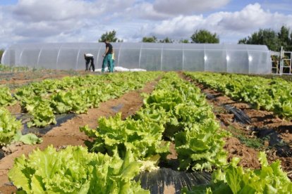 Su centro de producción está en Fuentepinilla, en una finca de cinco hectáreas que ha sido donada para este proyecto.-VALENTÍN GUISANDE