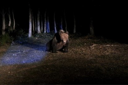 Capturan al primer oso pardo en la montaña de Palencia, una acción de la Junta que es parte del Plan de Radiomarcaje. El proyecto persigue propiciar la convivencia entre la especie y los humanos en la Cordillera Cantábrica así como la mejora de la conservación de la especie. El operativo desplegado instaló un collar con GPS para realizar un seguimiento del ejemplar por geolocalización. - E. M.