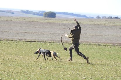 El soltador libera a la collera de galgos. LDF