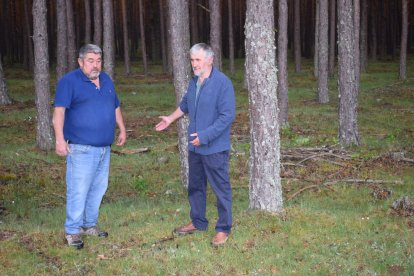 Félix Soria y Antonio Medrano, dos ganaderos de vacuno de extensivo de Pinares, en uno de los montes donde pastan sus animales. / HDS