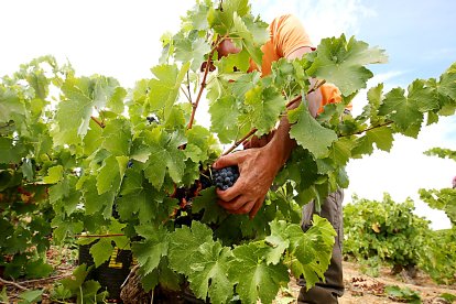 Un jornalero recolecta un racimo de uvas en los primeros días de vendimia en la DO Bierzo, en una foto de archivo. -C. SÁNCHEZ