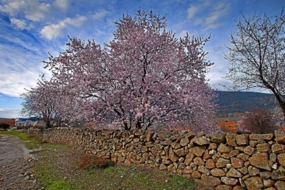 Almendros en flor en la localidad abulense de El Berraco. La variedades tardías y extratardías brotarán entre marzo y abril.-E. M.