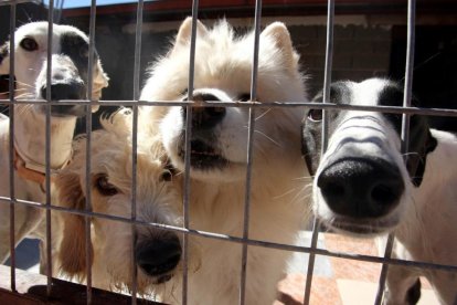 Varios perros esperan ser adoptados en Scooby.