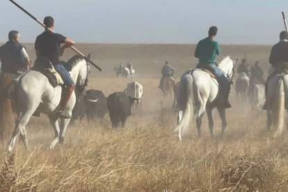 Encierro con caballos en una imagen de archivo.- E.M.