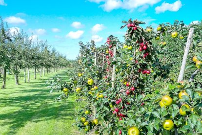 Manzanas de diferentes variedades en una explotación agrícola, unas en espaldera y otras en hilera al modo de cultivo tradicional. PQS / CCO