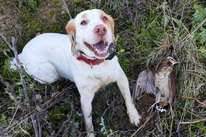 Becada abatida en el coto de Simancas con la perra que la mostró.