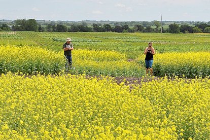 Dos jóvenes agricultores en una plantación de colza. PQS / CCO