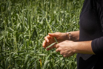 La Comunidad registra 88.234,35 hectáreas de superficie ecológica en 2022, un 0,1% menos que en 2021 pero el triple que diez años antes.- MARIO TEJEDOR