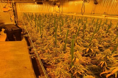 Registro domiciliario que ha acabado con doce detenidos por cultivo y tráfico de cannabis en Valladolid.- MINISTERIO HACIENDA