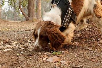 Una perra ayuda a rescatar koalas en los enormes incendios de Australia. En la imagen, la perrita Taylor.-TATE ANIMAL TRAINING ENTERPRISES