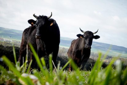 Dos ejemplares de buey wagyu pastan en los terrenos de la finca Santa Rosalía.-SANTA ROSALÍA