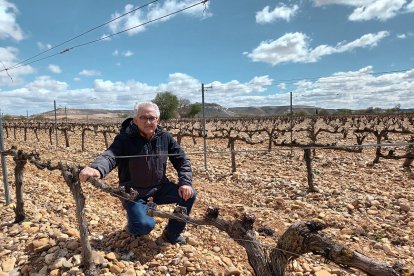 Juan Lázaro explica desde su viñedo que el calor ha hecho que haya más plantas con yemas abiertas, lo que las deja desprotegidas en caso de heladas, y que la falta de agua no es clave en este momento del año. / ECB