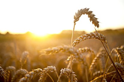 Espigas bajo un sol crepuscular en un campo de cereal.- PQS / CCO