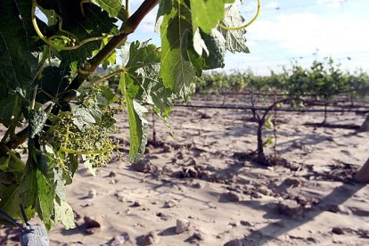 Viñedos dañados e inundados en una explotación de la Denominación de Origen Ribera del Duero, después de una tromba de agua y pedrisco. Rubén Cacho. / ICAL