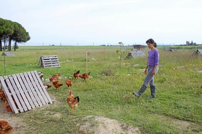 Marina Frutos camina en el campo entre los pollos que cría de forma ecológica y sostenible en la granja de Aldea de San Miguel (Valladolid).-M.T.