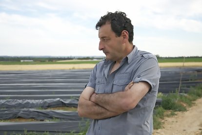 Luis San José observa las esparragueras situadas en la Ribera del Duero donde cultiva en ecológico. / LA POSADA