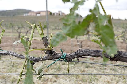 Daños ocasionados por el pedrisco del domingo en un viñedo de la localidad vallisoletana de Piñel de Abajo. J. M. LOSTAU