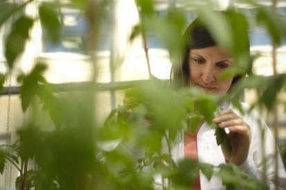 La investigadora murciana Ainhoa Martínez en las instalaciones del Instituto de Recursos Naturales y Agrobiología de Salamanca.-ENRIQUE CARRASCAL