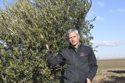 nrique Gómez, director técnico y copropietario de Oligueva, posa en la finca donde cultivan 20 hectáreas de olivo.-