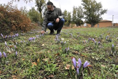 Jesús Valladares recoge flores de azafrán, en Puebla de Eca.-VALENTÍN GUISANDE