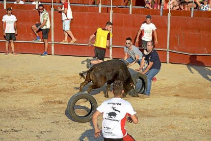 Peñistas esquivan la embestida de una vaquilla, ayer en el gran prix de las fiestas de Cigales.-EL MUNDO