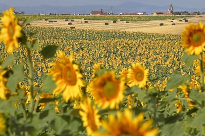 Cultivo de girasol en la zona del Campo Charro en la provincia de Salamanca. Al fondo el pueblo de Robliza de Cojos.-ICAL