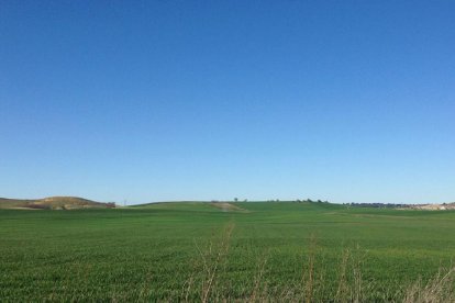 Los campos de cereal muestran un estado general «muy aceptable» a pesar de las amenazas de los hongos que se multiplicarán con el calor.-M. C.