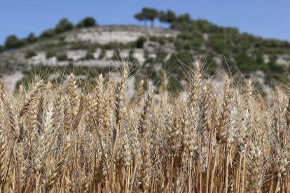 Campo de cereal antes de ser cosechado en la provincia de Palencia.-ICAL