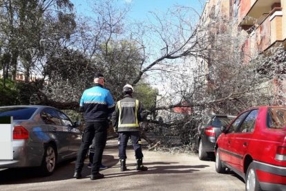 Árbol caído en la calle Urano del barrio de La Victoria.-E. M.